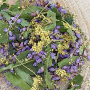 Infusion Diurétique Bio