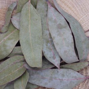 Infusion Eucalyptus Bio